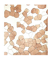 fragment powers of chief 2